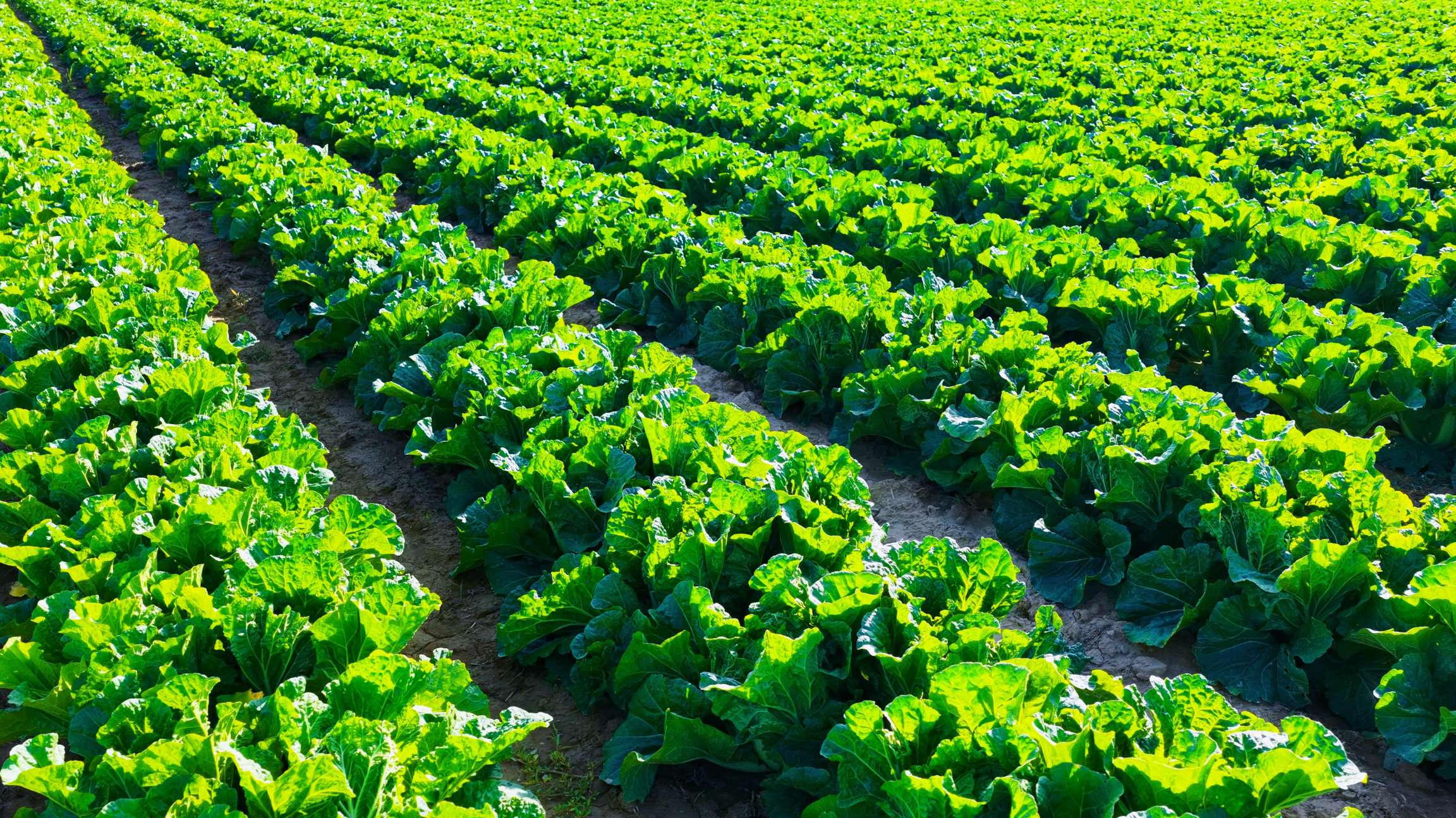 1760946648374075841.jpeg auto